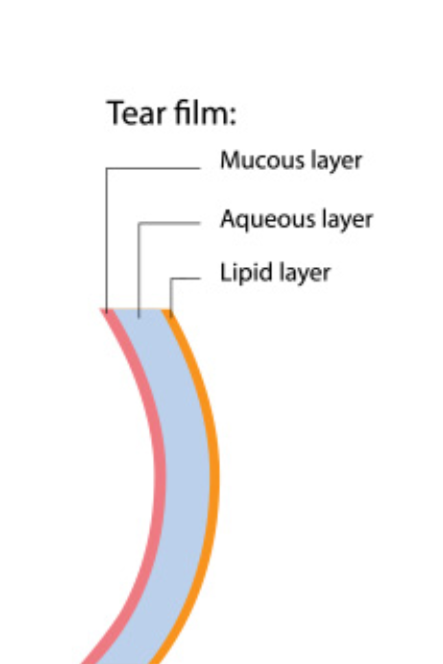 tear film - dry eye - tear film layers - symptoms